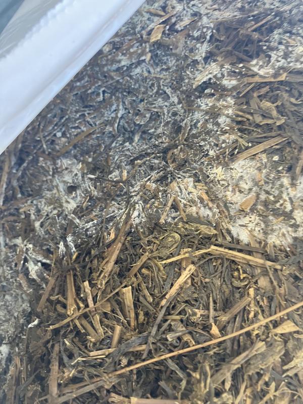 20 dollar bag of glorious mold