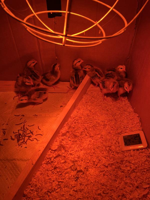 A little under 2 weeks old here.