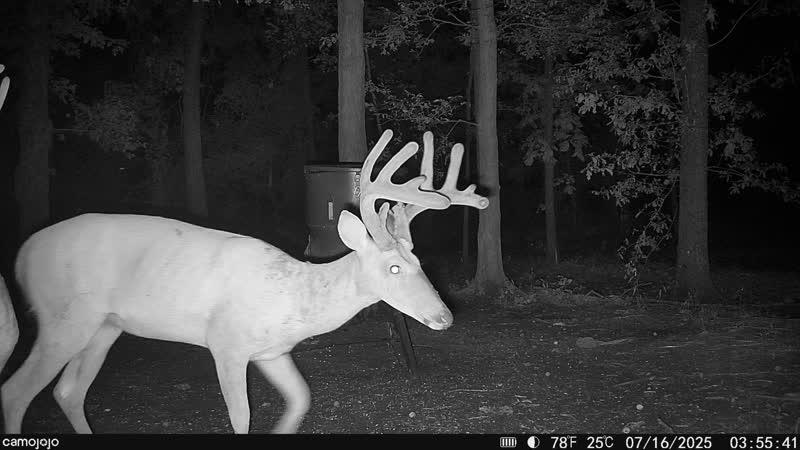 Deer at feeder