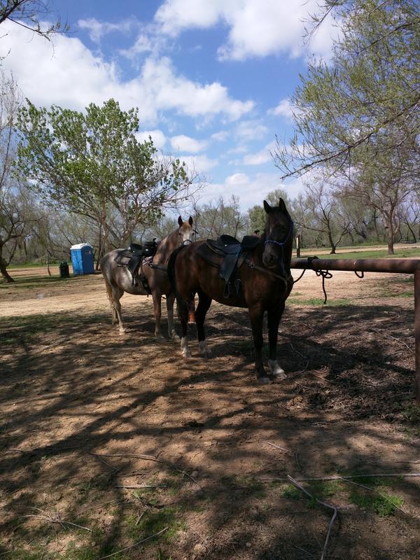Cinnamon and Jack resting in the shade after a long ride