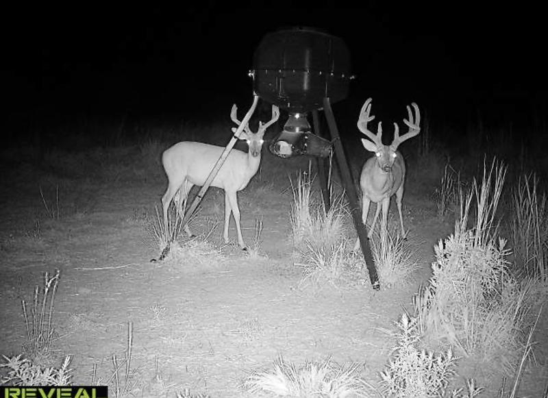 Never had deer like this 2 years ago