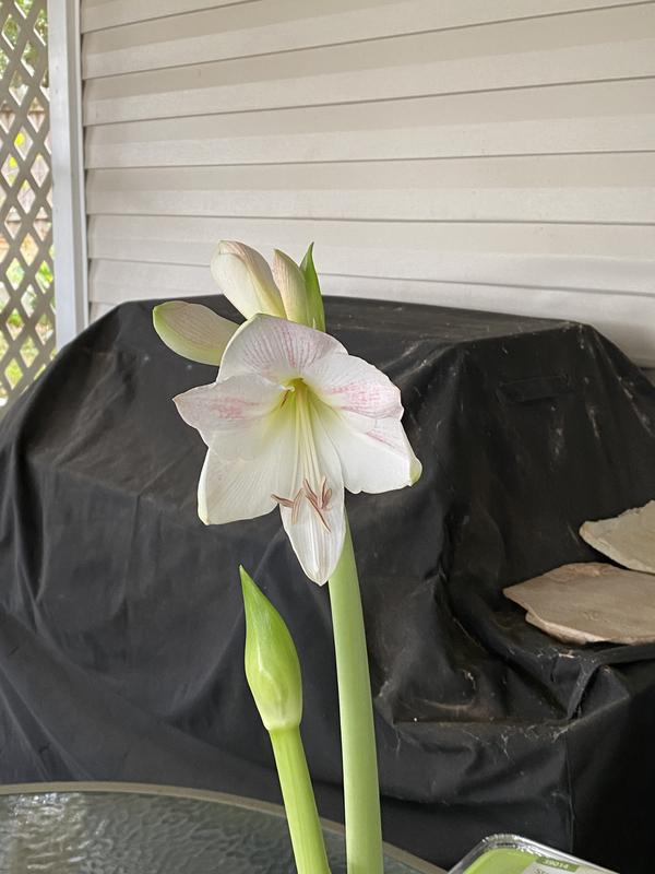 (1) this years (2) last years