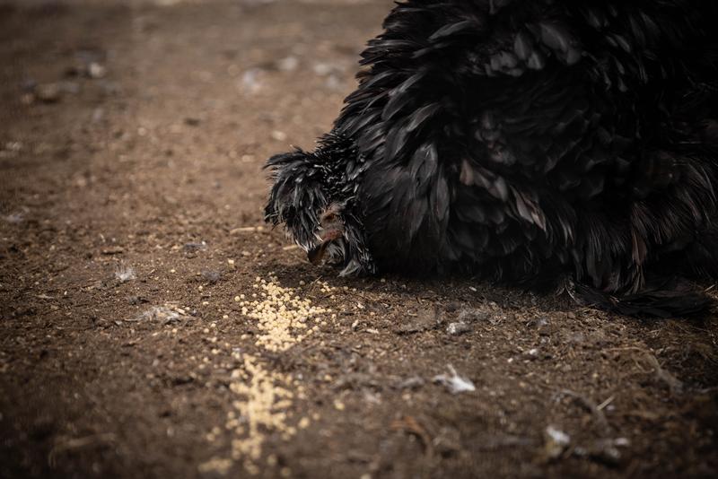 Even MJ my momma hen loves this feed!