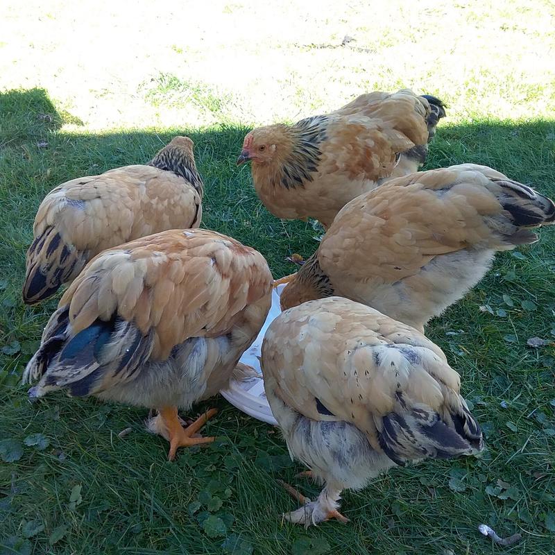 Nom, Nom, Num, Num, Num