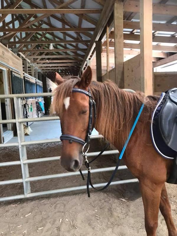 Weaver Leather Roper Reins