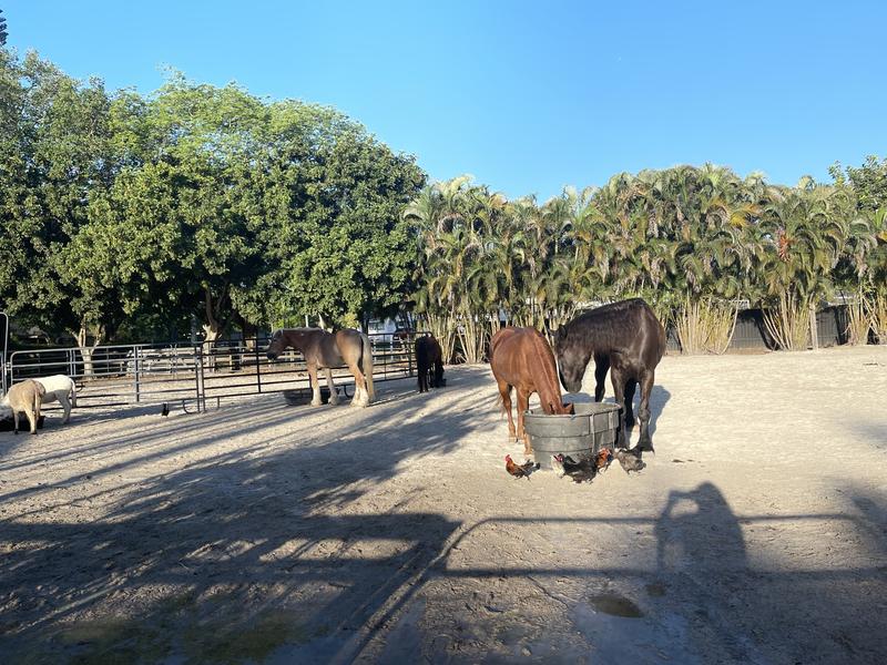 Draft horse approved and Paso mare is improving
