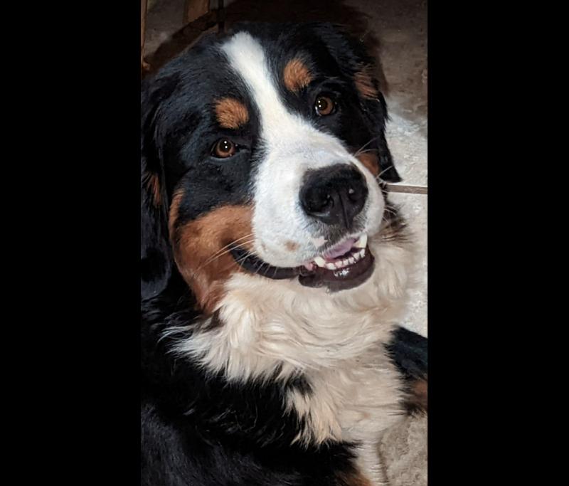 Bella approves of Jinx.