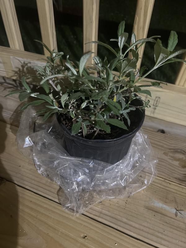 My Purple butterfly plant.