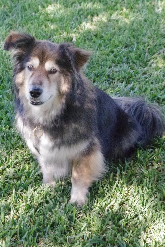 Handsome Dog Menzie, age 14+ likes Liquid Vet Hip and Joint Support from TSC.