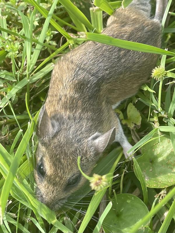 Rodent that was in my truck.