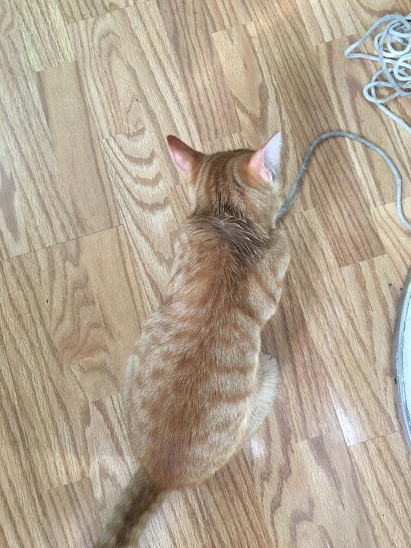 Sentry flea treatment residue