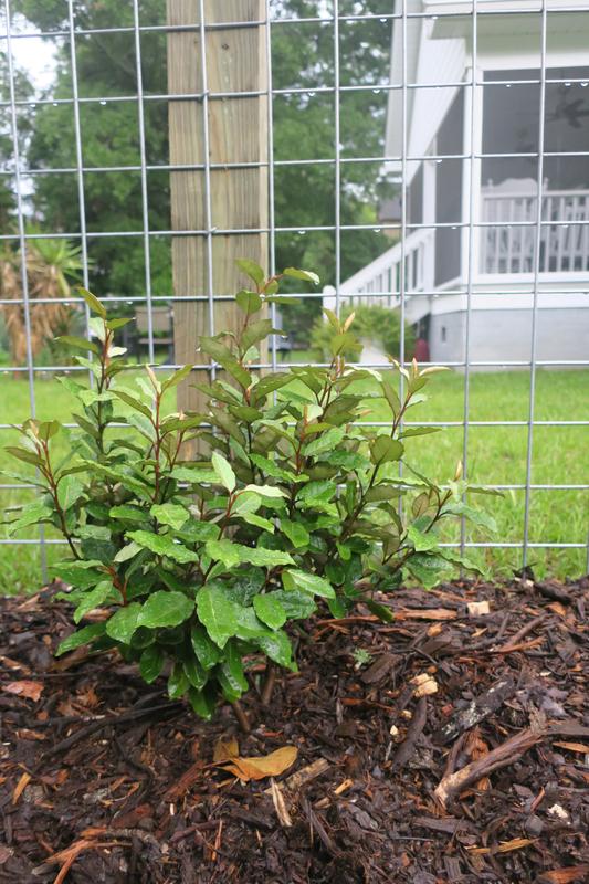 fence squares are 4"x 4"
