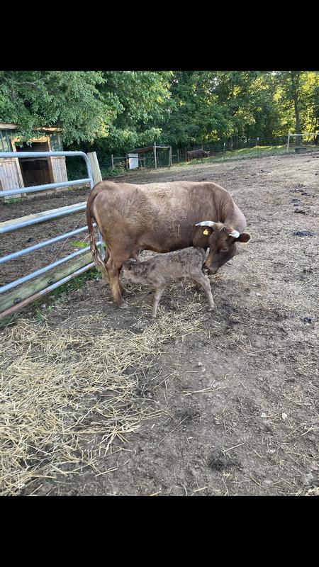 Excellent product to control flys