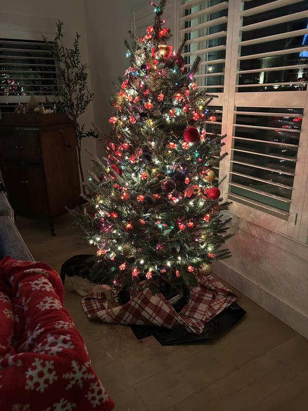 Olive loves the tree!