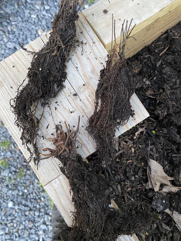 Some of the strawberry plants!