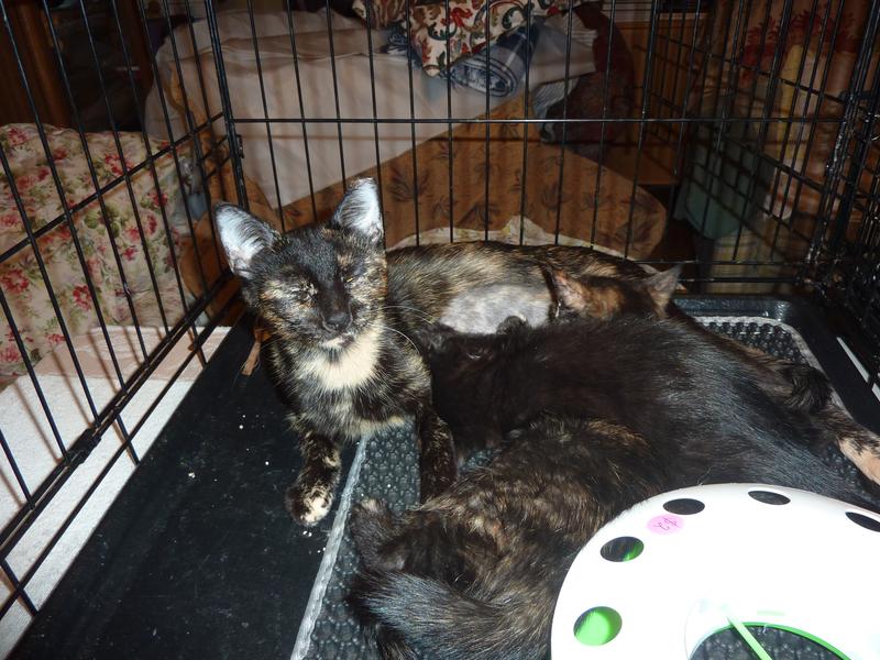 Cane and Agave nursing