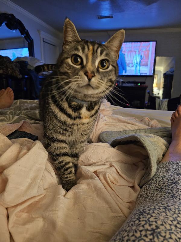 Killa demanding I do pets before I get the murda mittens