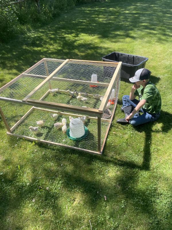 Enjoying the outdoors and pecking for insects.
