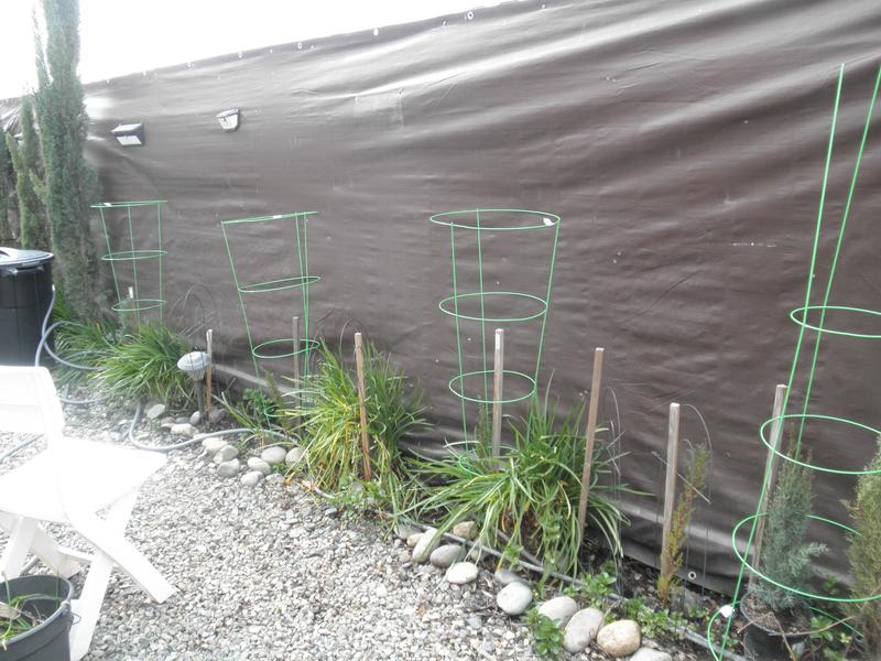 Setting Up Cages over small Italian Trees