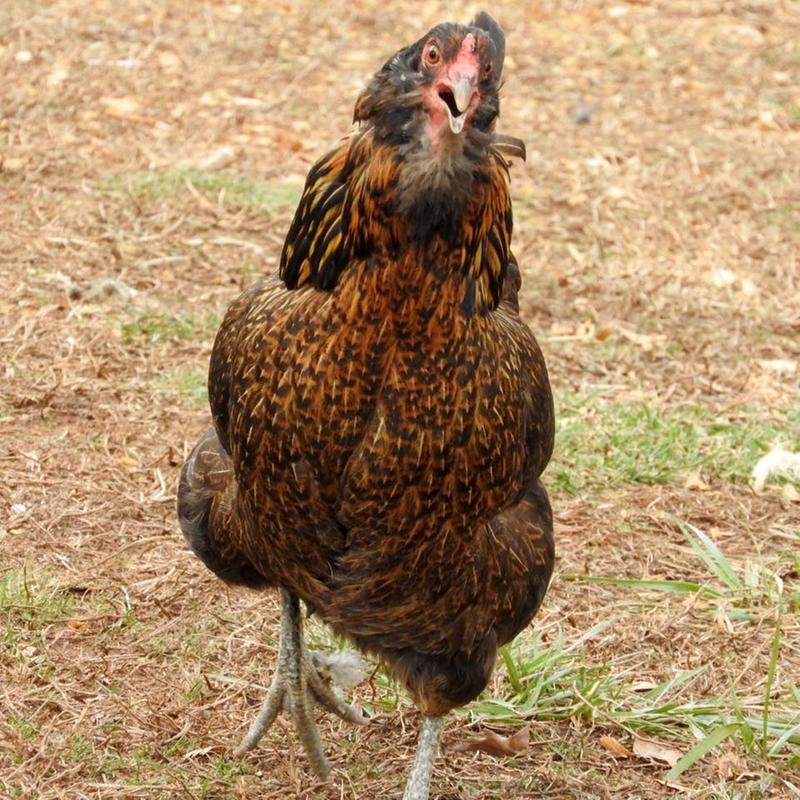 She says "Look how pretty my colors are from Kickin Chicken!"