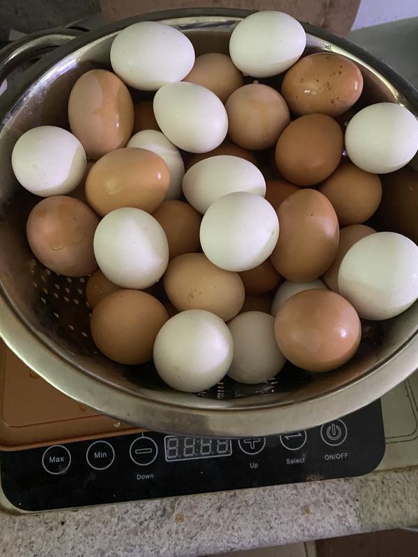 Mixed breed chicken  eggs  AZ 85322