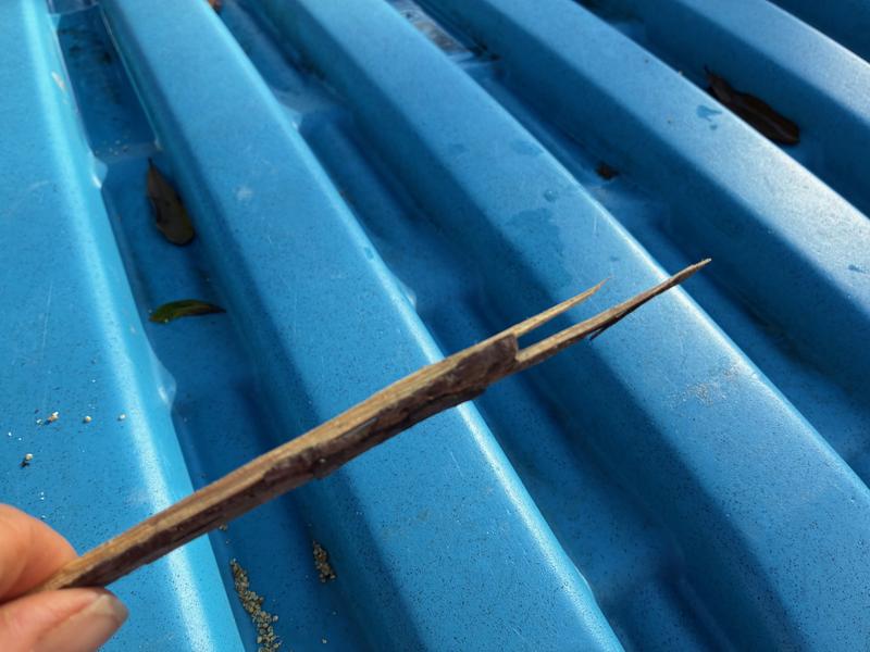 These are "shavings"?????????????????