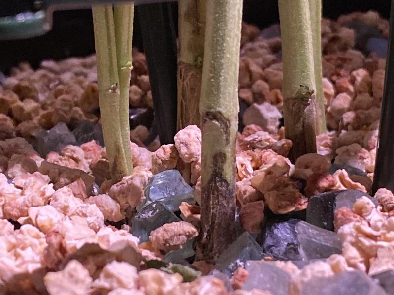 Damage to basil plant from gnats