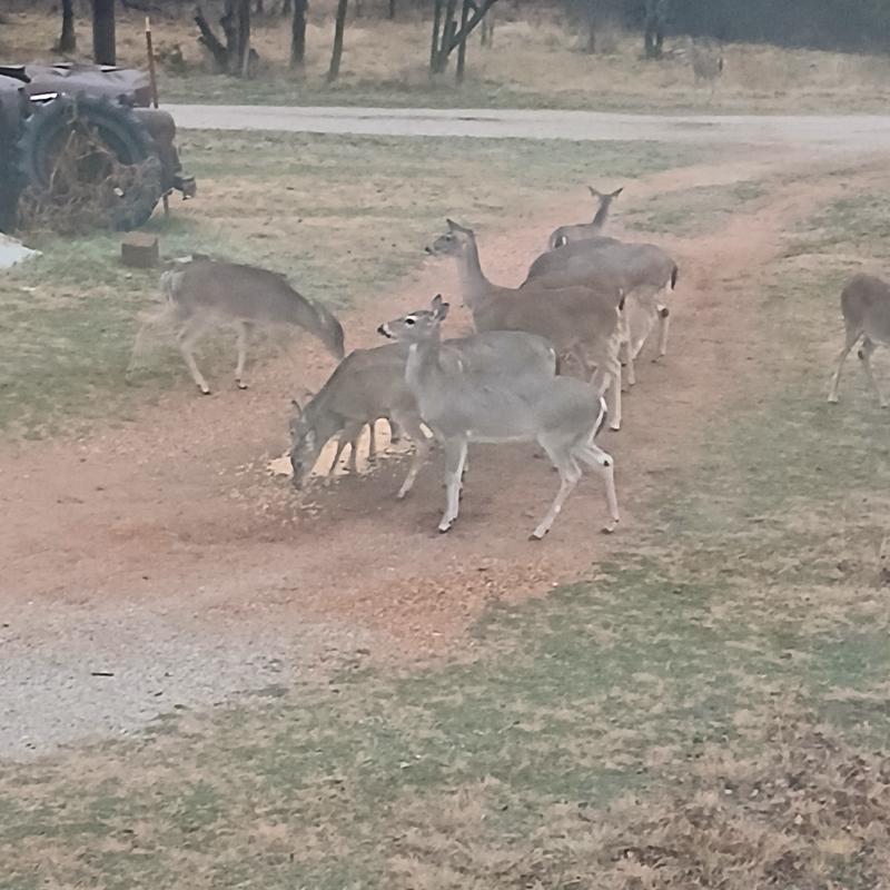 Hungry deer