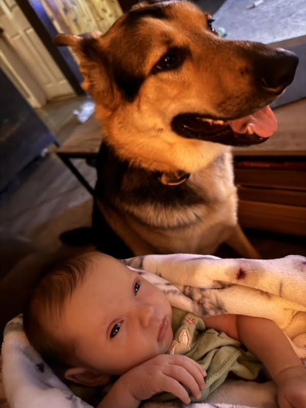 The reason for the collar to make sure to keep him focused around baby. Only need to show him thr remote usually but, if needed will do tone.