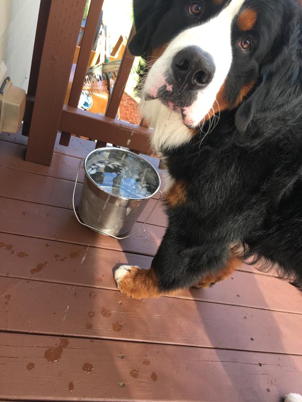 Truman loves his water bucket