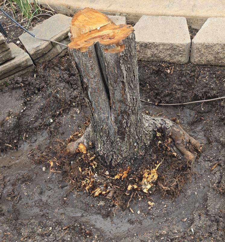 Stump removed