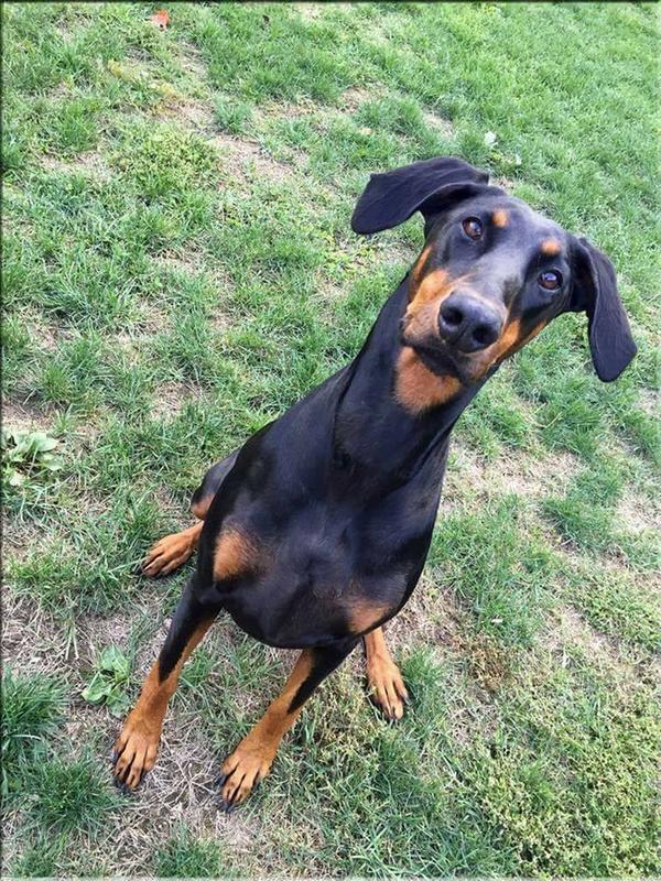 My Doberman Pinscher 'Jessie'.