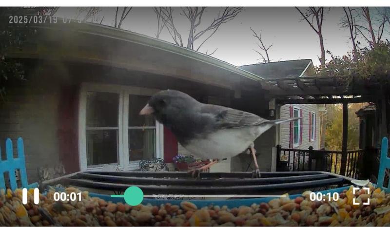 TSC bird seed keeps them coming!