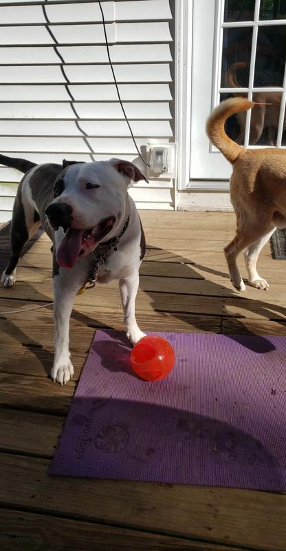 Tuckered out but still wants too play