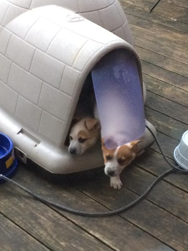 Puppies love it!