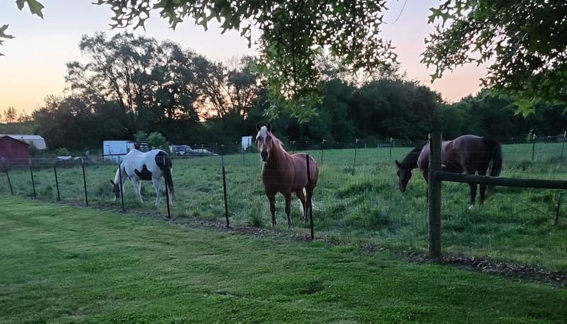 My haflinger gains weight just by looking at food.  The weight tape helps with monitoring his weight.