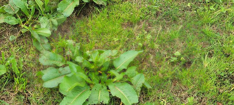 About 2 weeks after spraying!