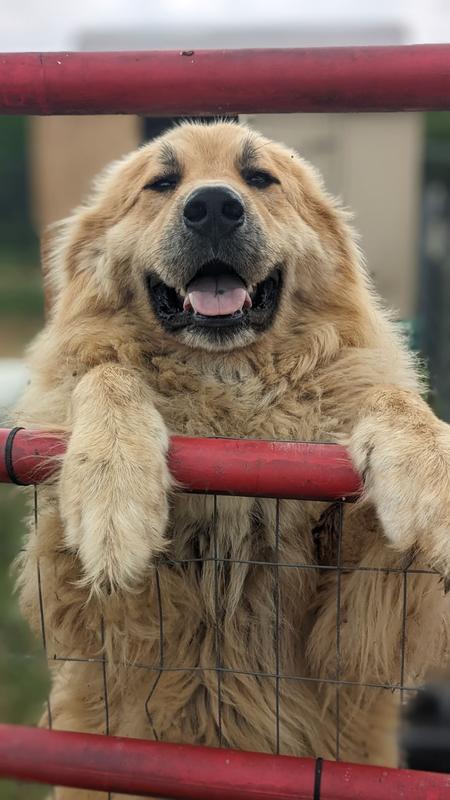Bear our working dog inside the fence