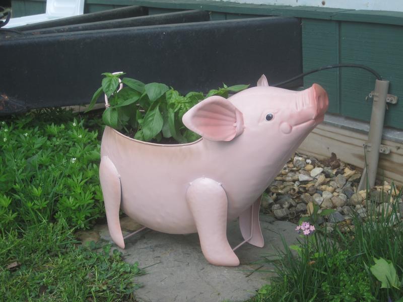 Petunia Pig