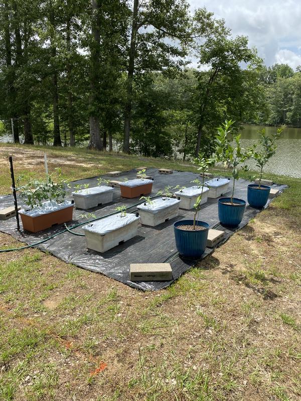 My container garden on HARD dirt