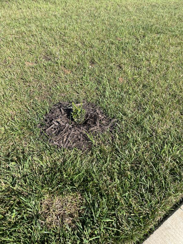 Sooo small, seedlings