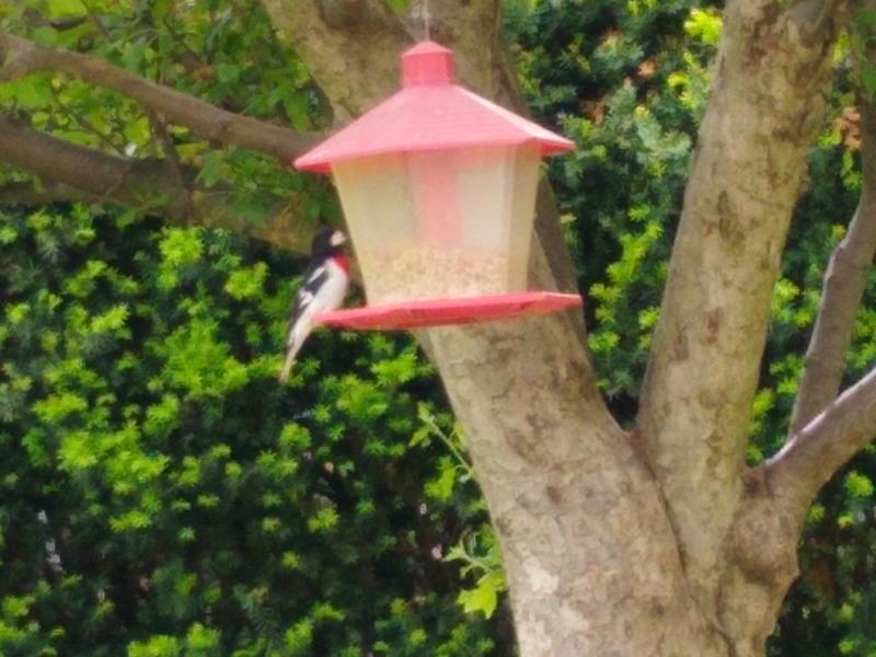 Birds love this birdseed