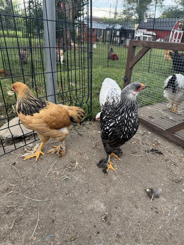 Review photo 7.
