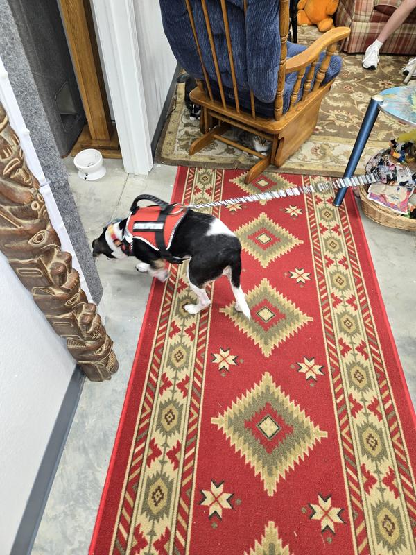 Jillian our sweet beagle mix.