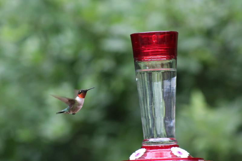 Male Hummer