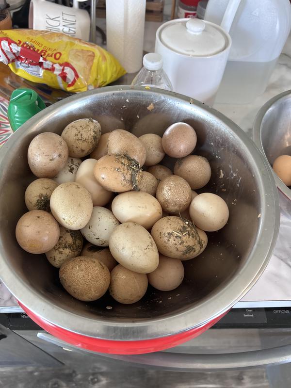 Mix of Guiana and turken eggs maybe a chicken or two