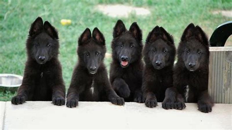 Lucky's litter and Lucky as she grew up.