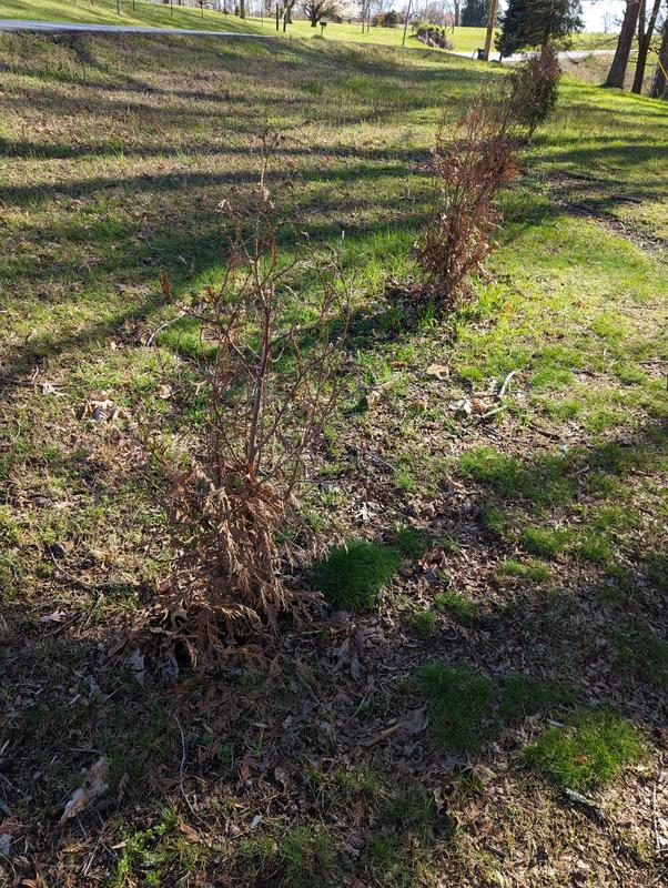 Sample of most recent order