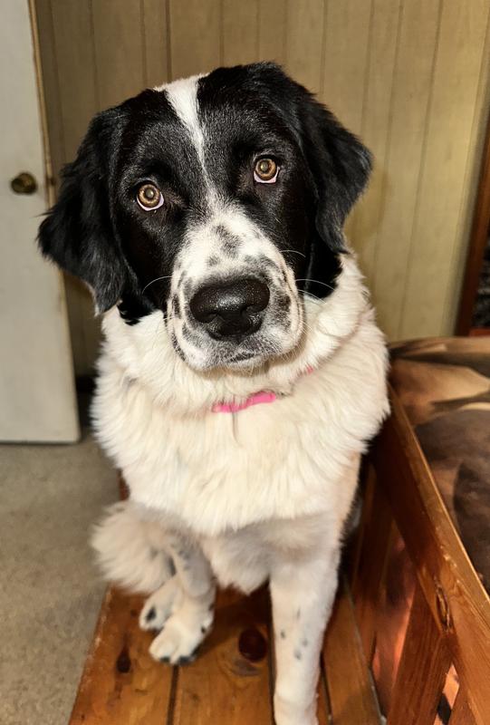 My very large 1 year old.