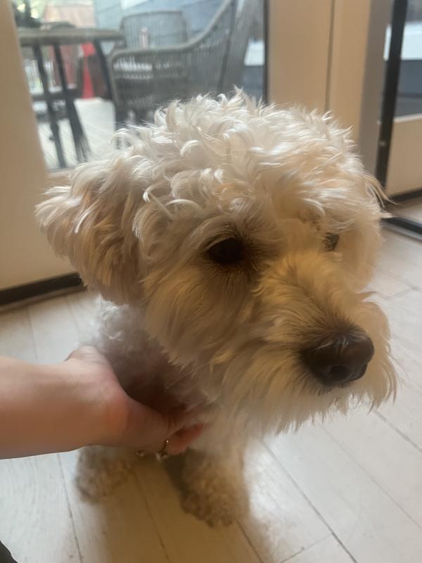 Shining coat and less itching now for our rescue
